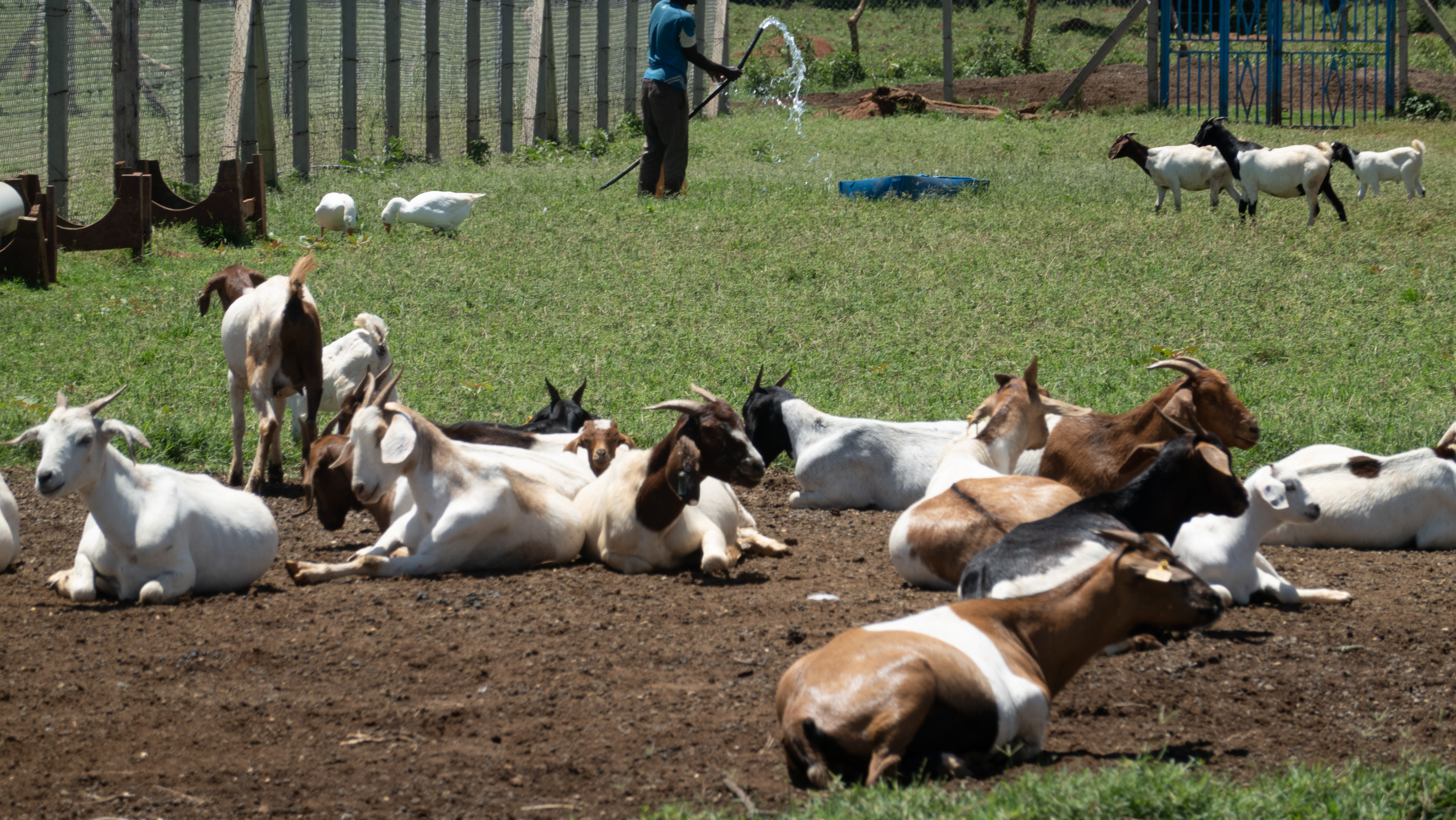 Amolatar Goat Farm Progress